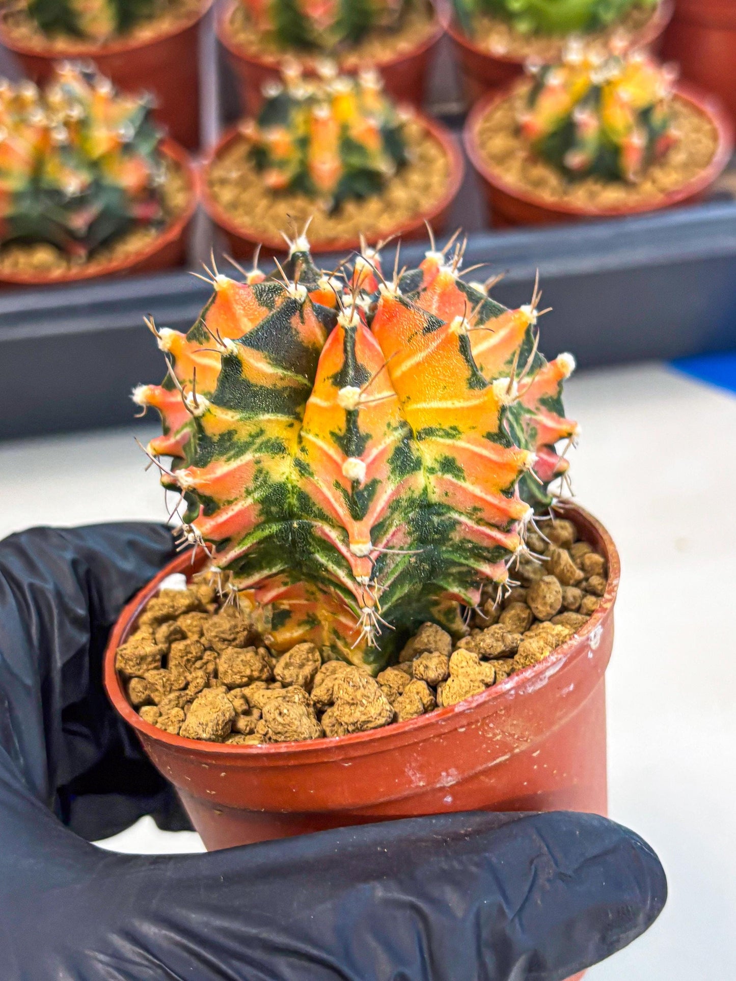 Gymnocalycium Japan Clone (gy7) (b1) | Special Hybrid cactus