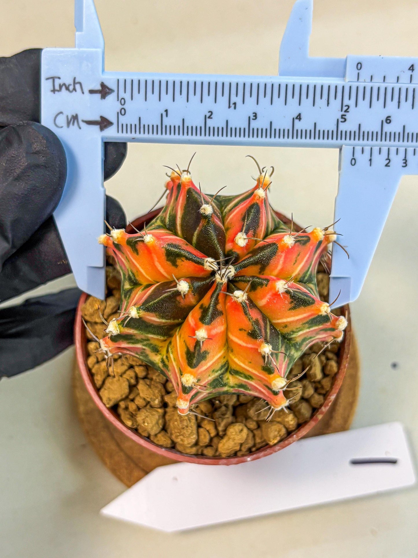 Gymnocalycium Japan Clone (gy7) (b1) | Special Hybrid cactus