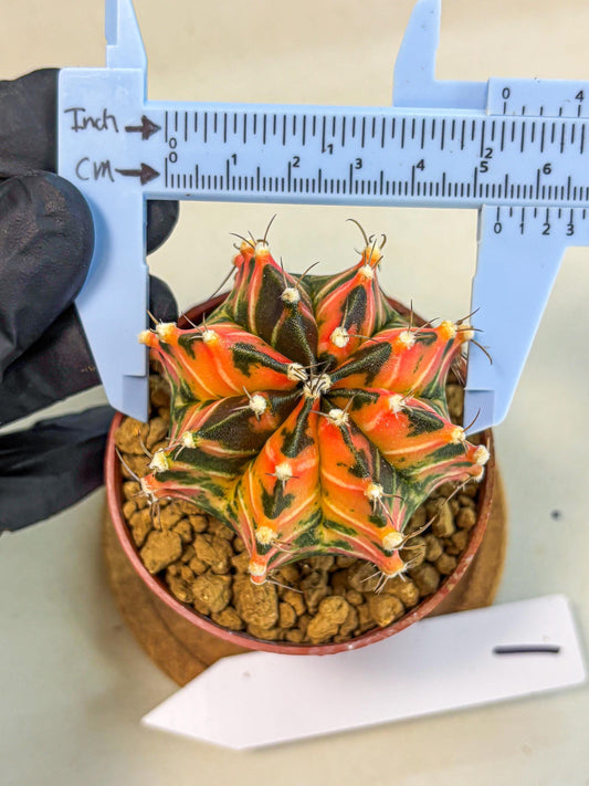 Gymnocalycium Japan Clone (gy7) (b1) | Special Hybrid cactus
