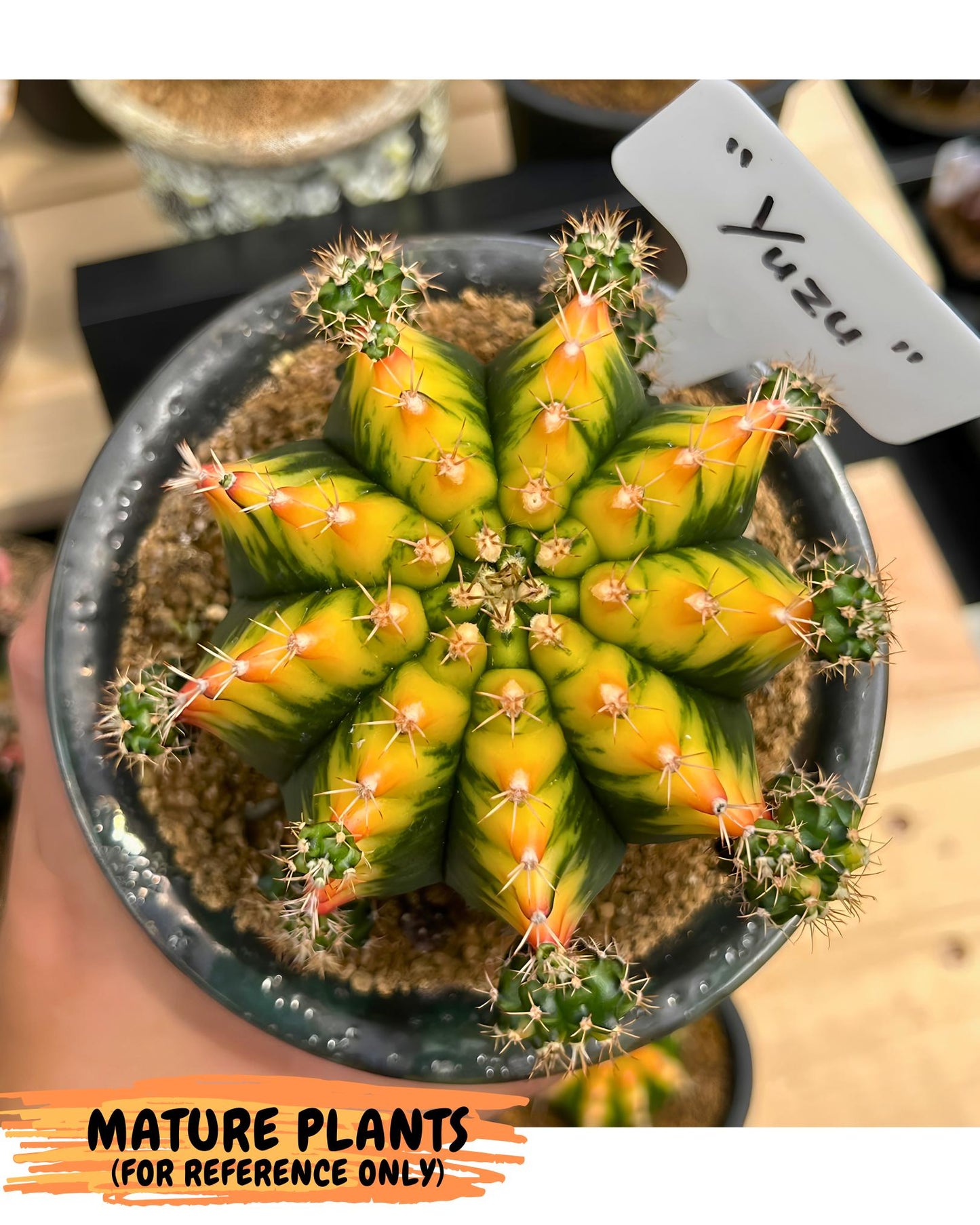 Gymnocalycium Yuzu (gy7) (b4) | Variegated cactus