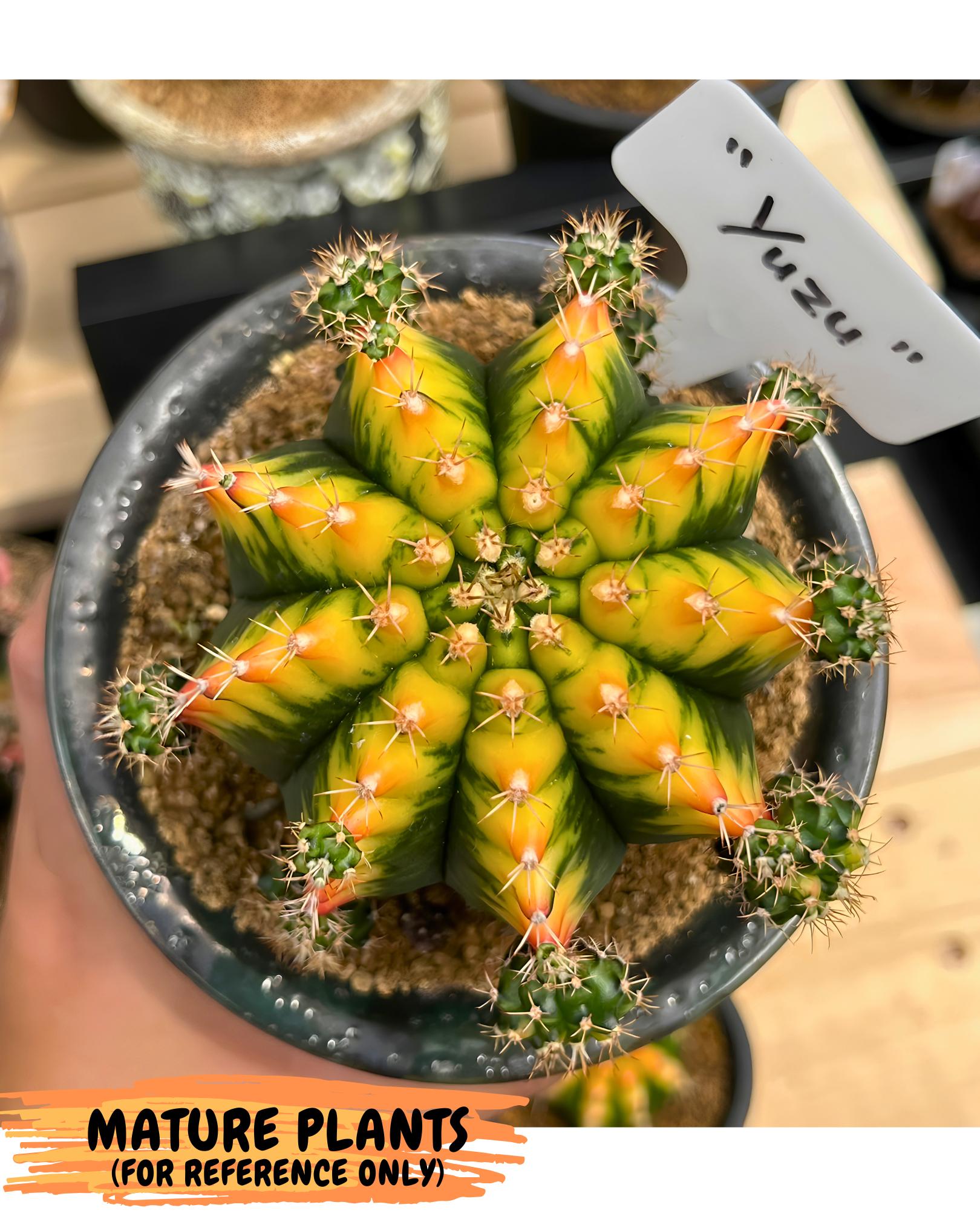 Gymnocalycium Yuzu (gy7) (b4) | Variegated cactus