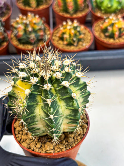 Gymnocalycium Dragon Egg (gy7) (b6) | Special Hybrid cactus