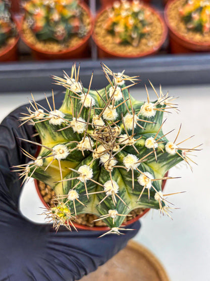 Gymnocalycium Dragon Egg (gy7) (b6) | Special Hybrid cactus