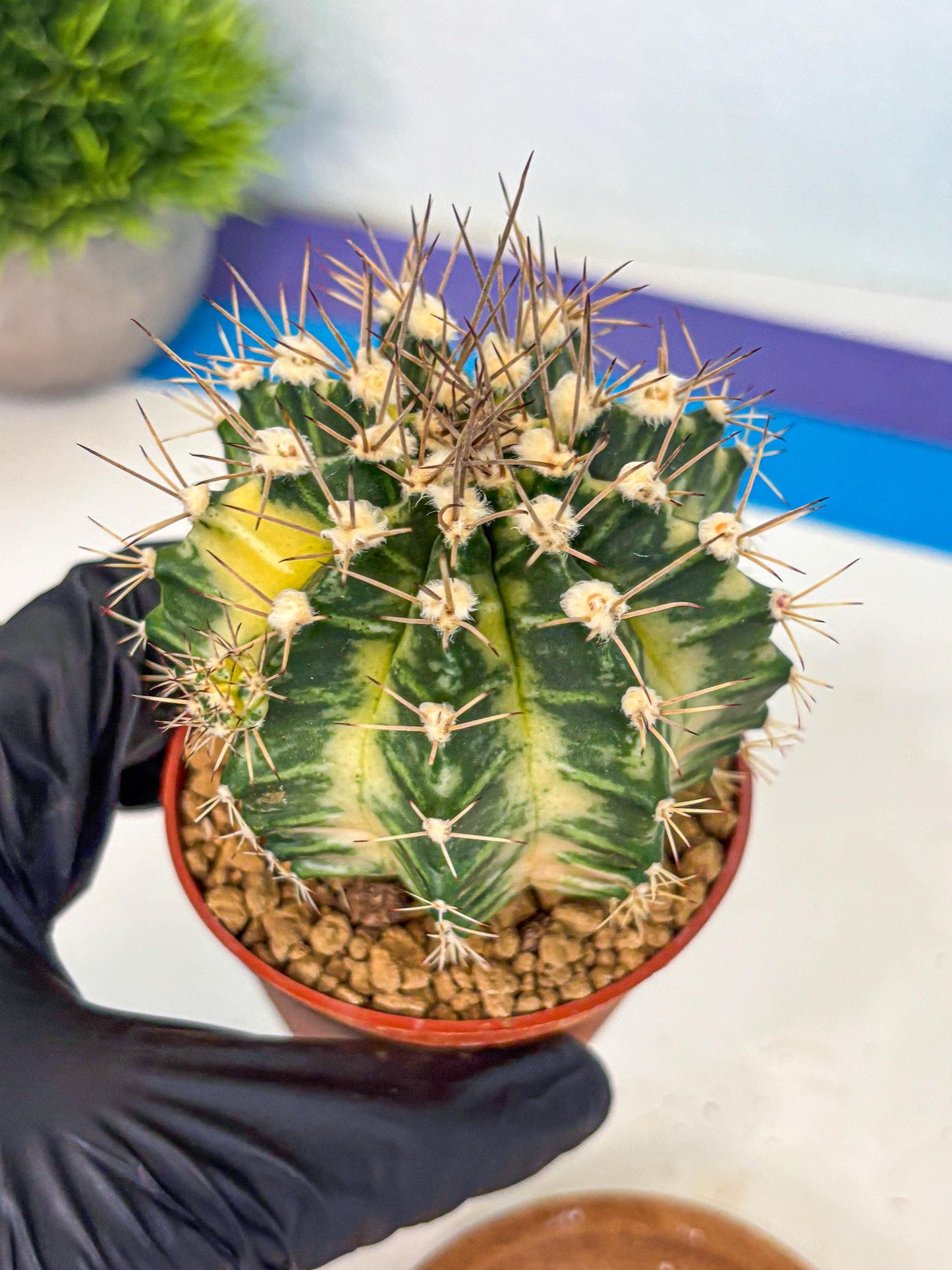 Gymnocalycium Dragon Egg (gy7) (b6) | Special Hybrid cactus