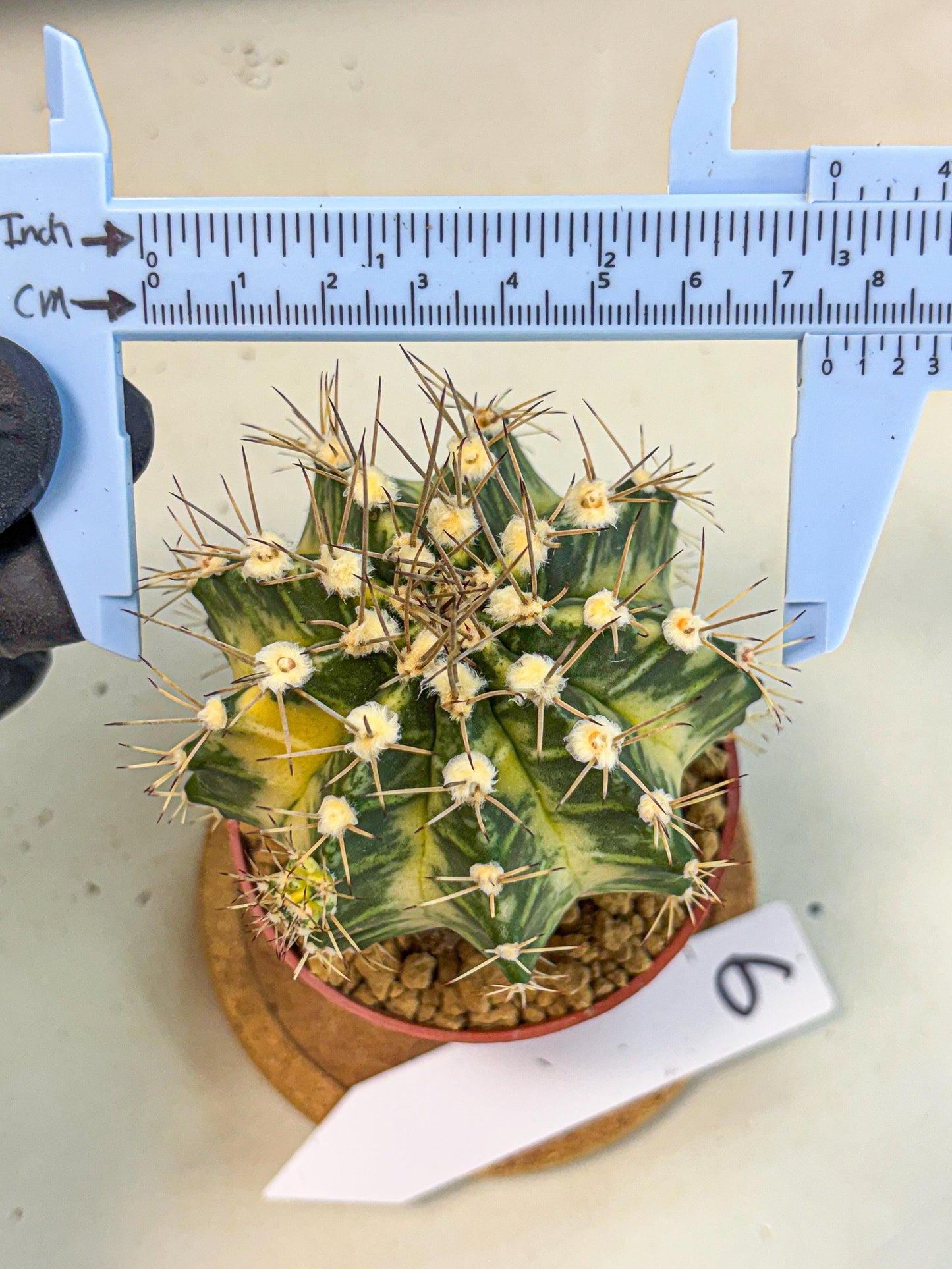 Gymnocalycium Dragon Egg (gy7) (b6) | Special Hybrid cactus