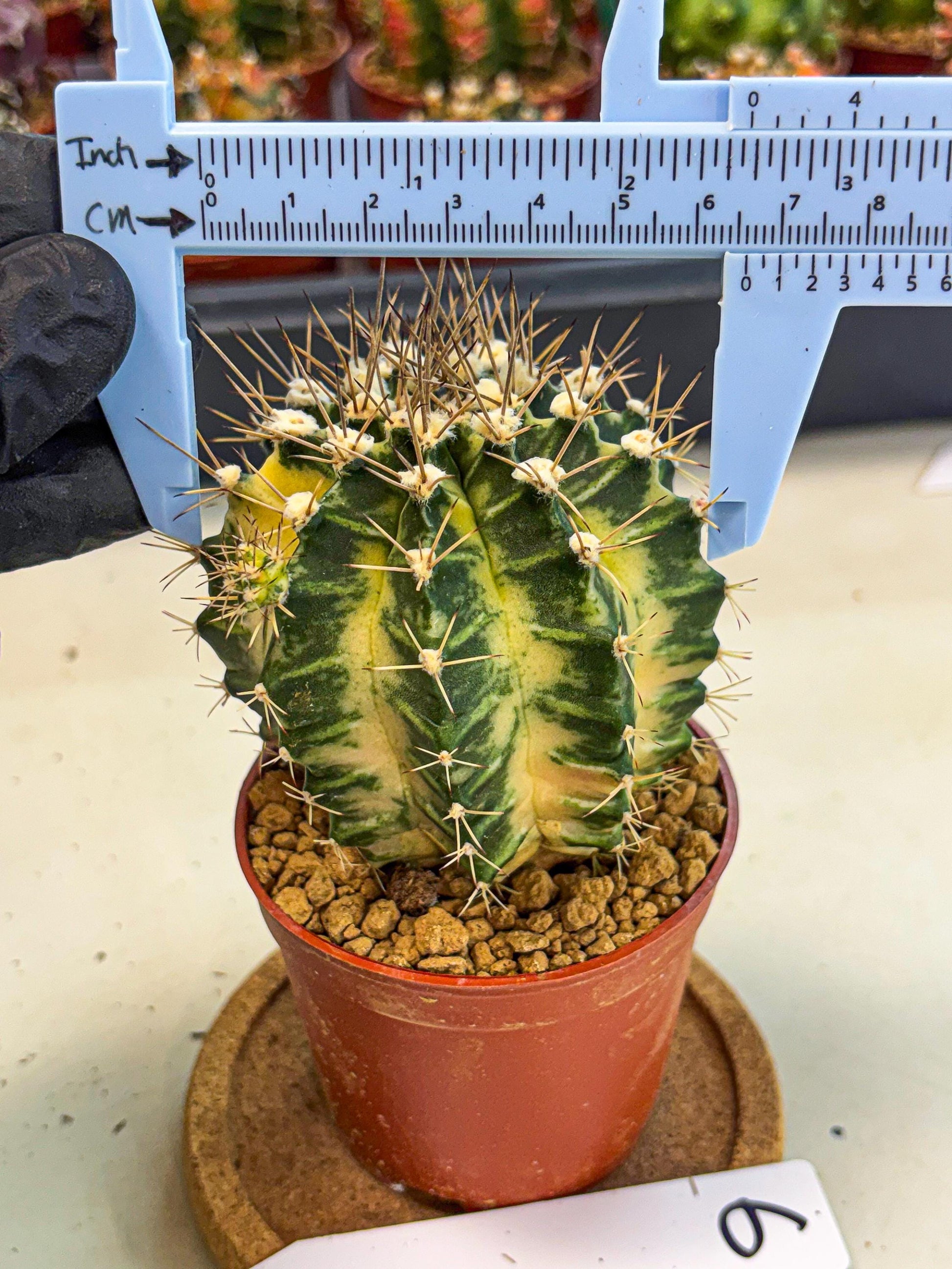 Gymnocalycium Dragon Egg (gy7) (b6) | Special Hybrid cactus