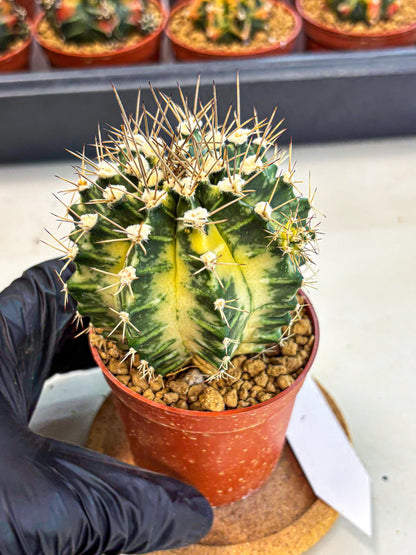 Gymnocalycium Dragon Egg (gy7) (b6) | Special Hybrid cactus