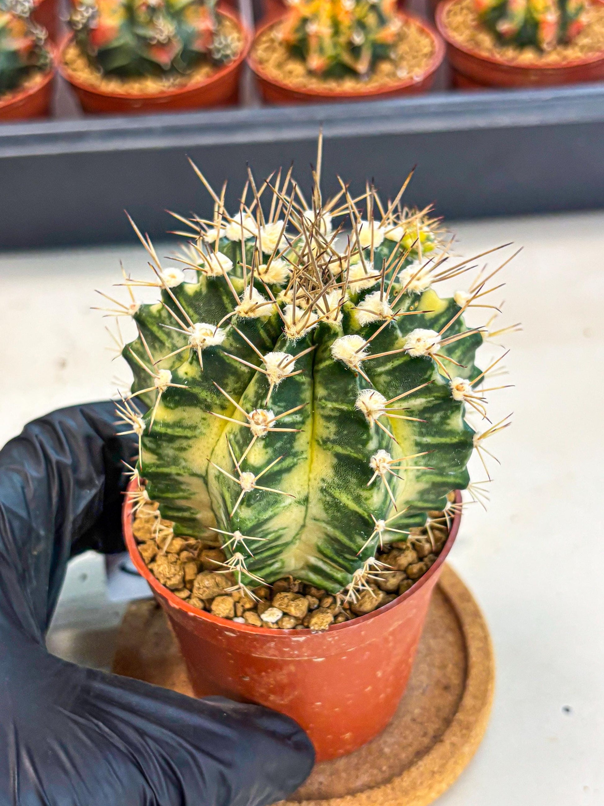 Gymnocalycium Dragon Egg (gy7) (b6) | Special Hybrid cactus