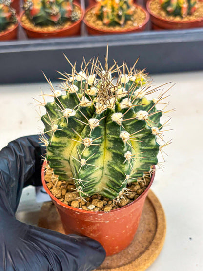 Gymnocalycium Dragon Egg (gy7) (b6) | Special Hybrid cactus