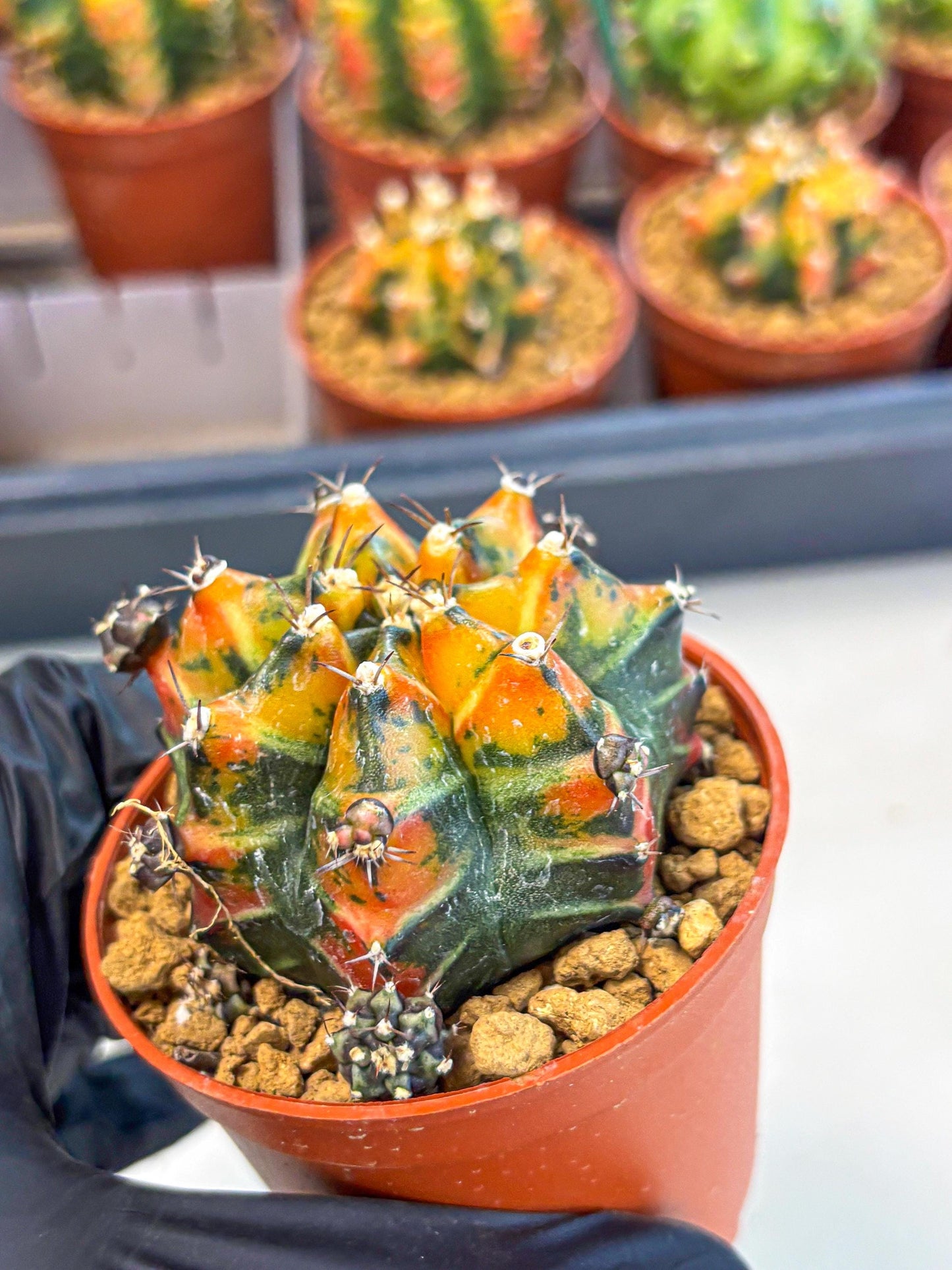 Gymnocalycium Yuzu (gy7) (b4) | Variegated cactus