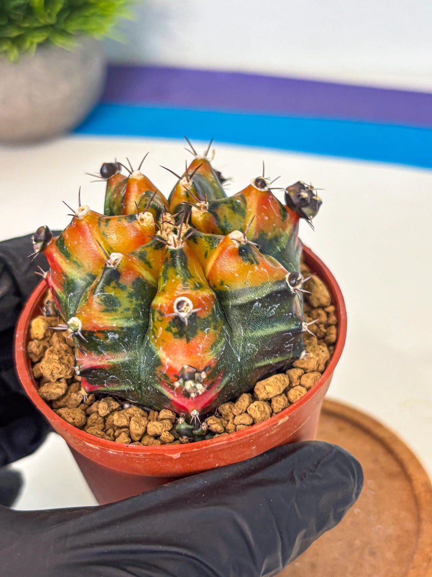 Gymnocalycium Yuzu (gy7) (b4) | Variegated cactus