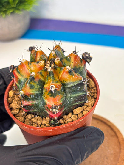 Gymnocalycium Yuzu (gy7) (b4) | Variegated cactus