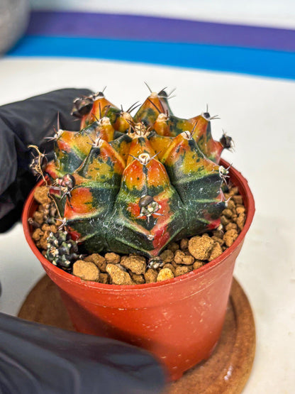 Gymnocalycium Yuzu (gy7) (b4) | Variegated cactus