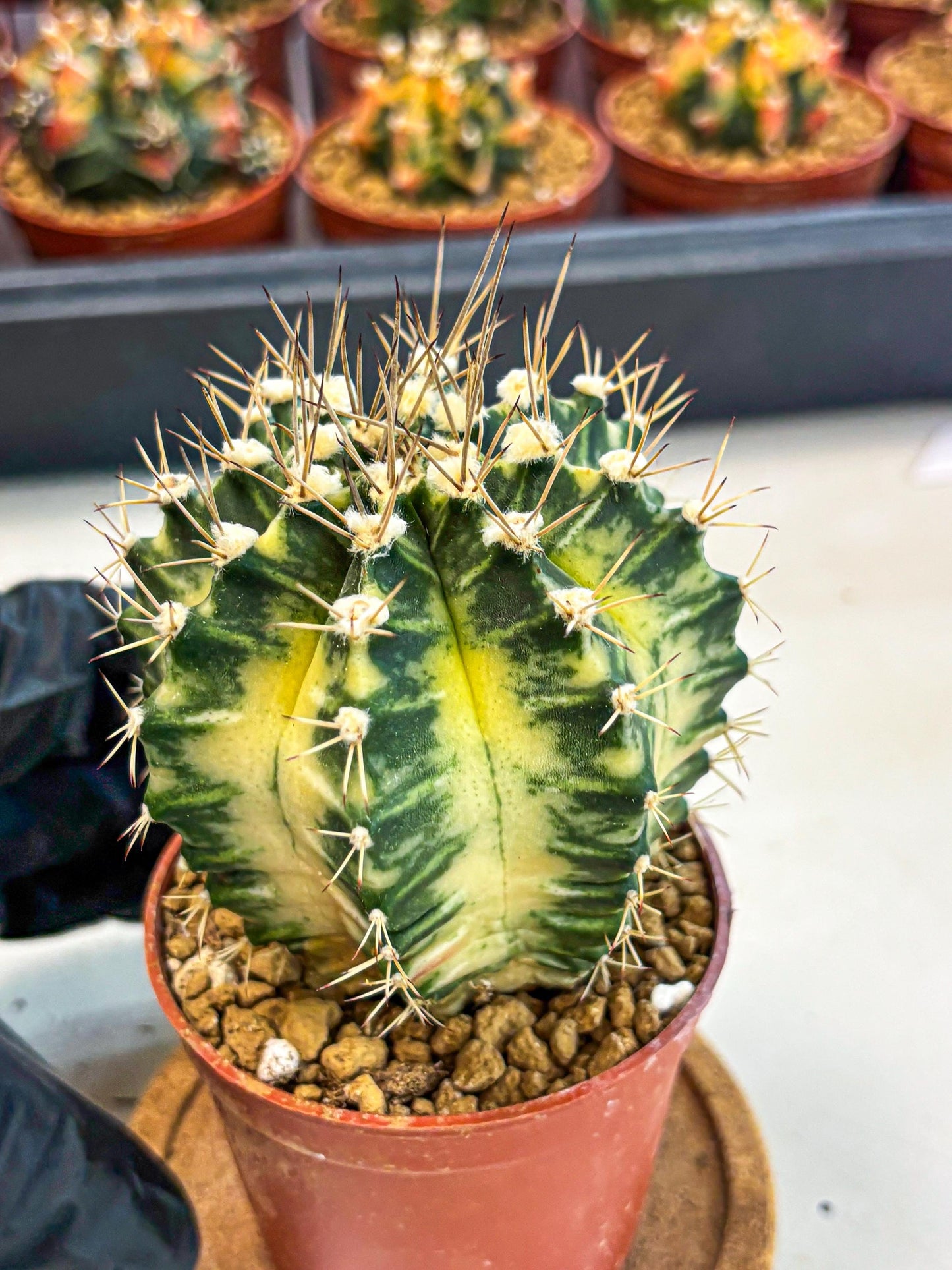 Gymnocalycium Dragon Egg (gy7) (b7) | Special Hybrid cactus