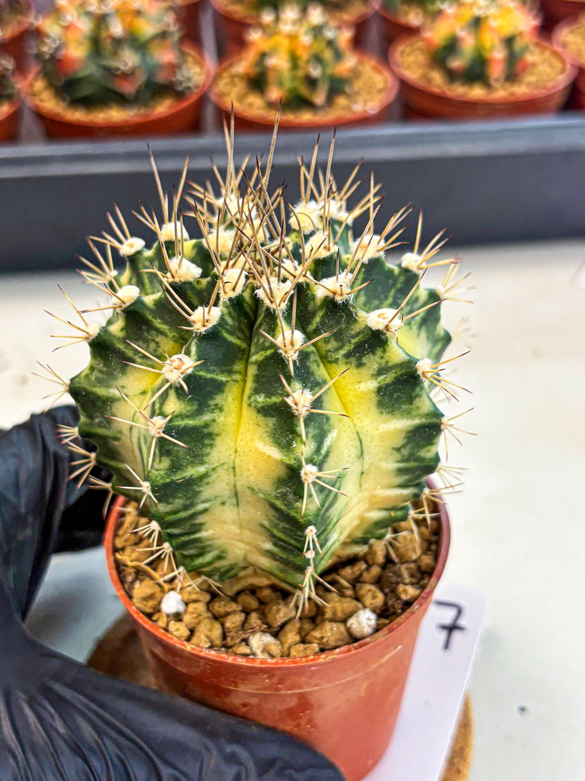 Gymnocalycium Dragon Egg (gy7) (b7) | Special Hybrid cactus