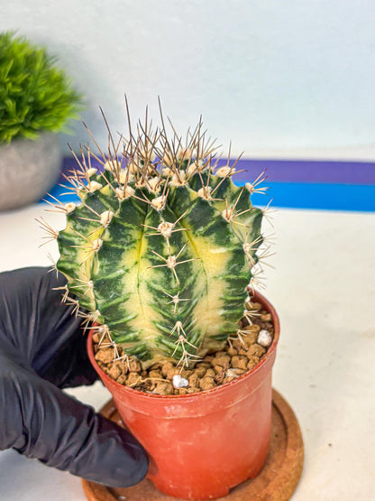 Gymnocalycium Dragon Egg (gy7) (b7) | Special Hybrid cactus