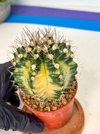 Gymnocalycium Dragon Egg (gy7) (b7) | Special Hybrid cactus