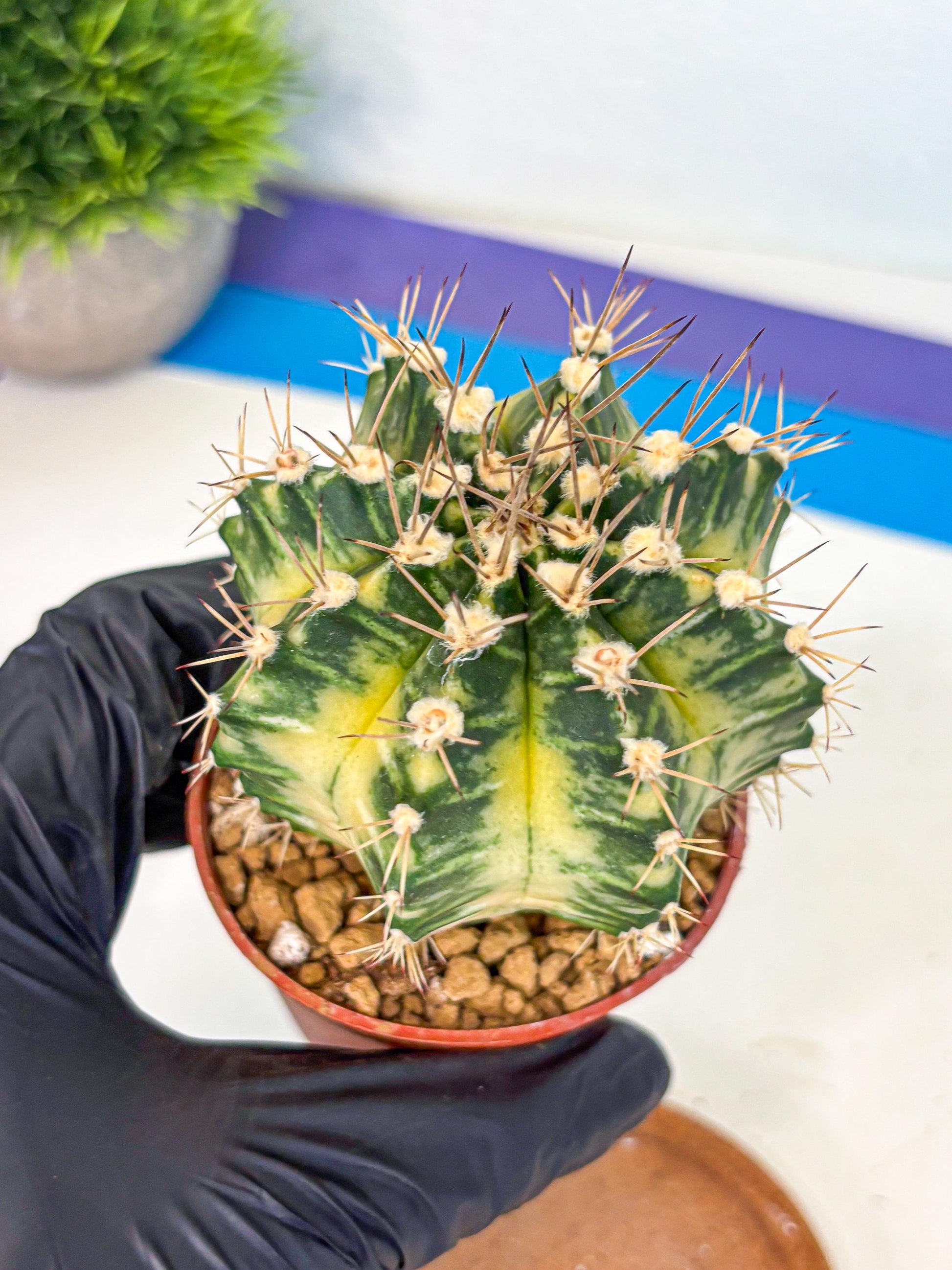 Gymnocalycium Dragon Egg (gy7) (b7) | Special Hybrid cactus