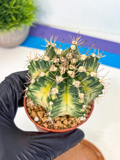 Gymnocalycium Dragon Egg (gy7) (b7) | Special Hybrid cactus