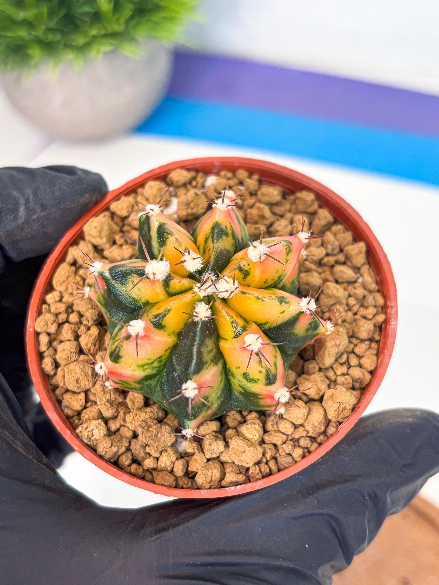 Gymnocalycium Honey Orange (gy7) (b2) | Rare Hybrid cactus