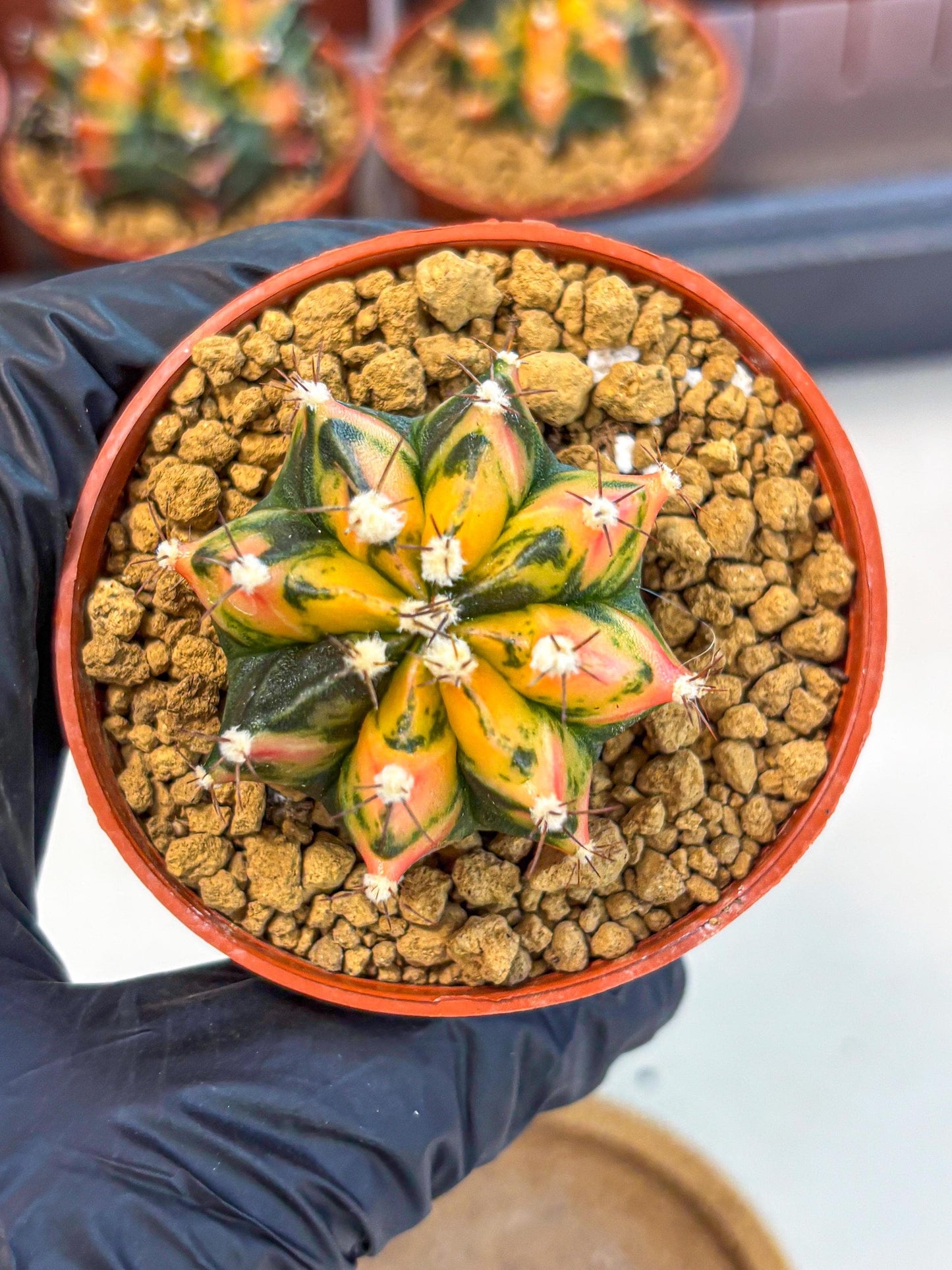 Gymnocalycium Honey Orange (gy7) (b2) | Rare Hybrid cactus