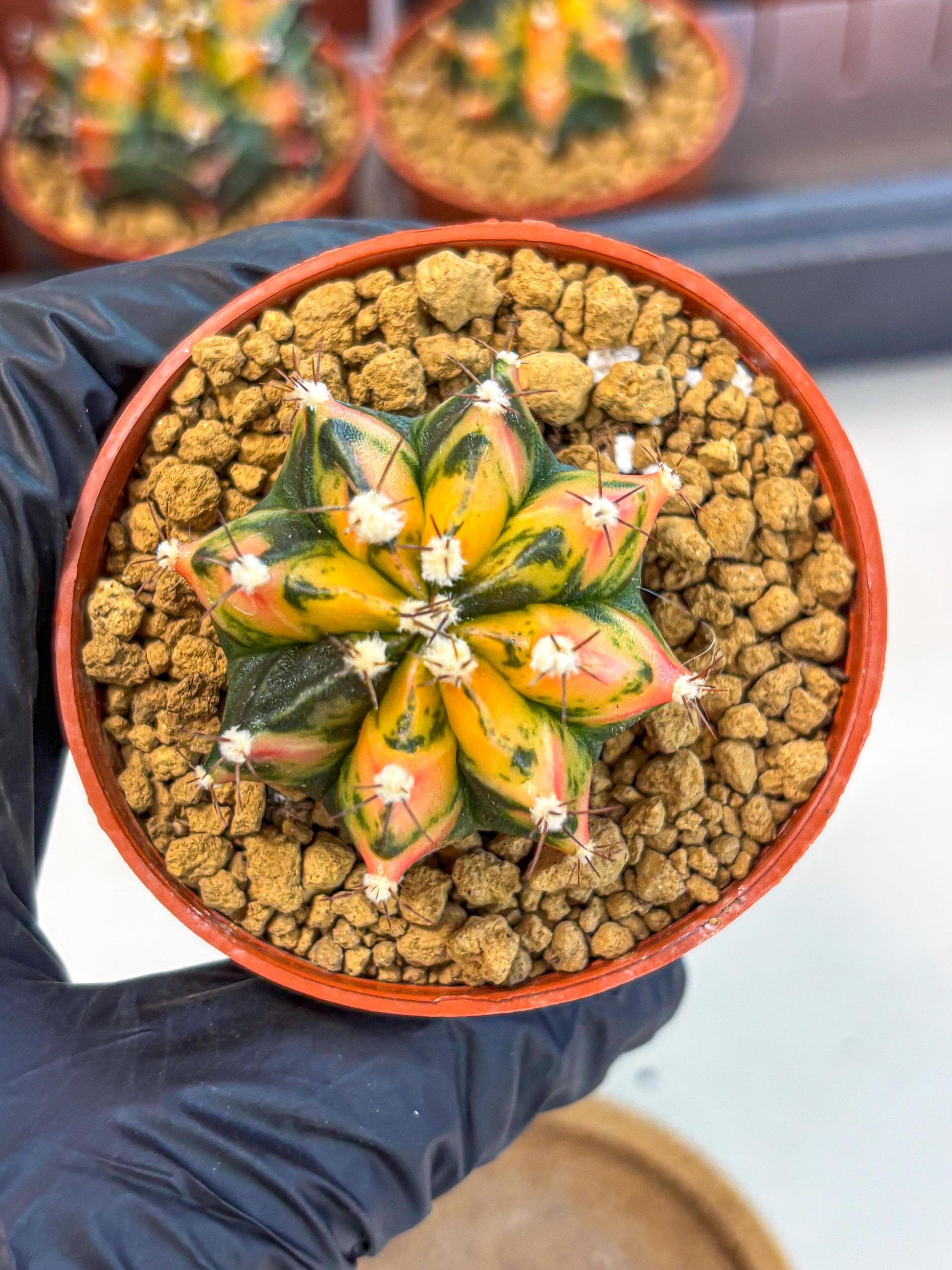 Gymnocalycium Honey Orange (gy7) (b2) | Rare Hybrid cactus
