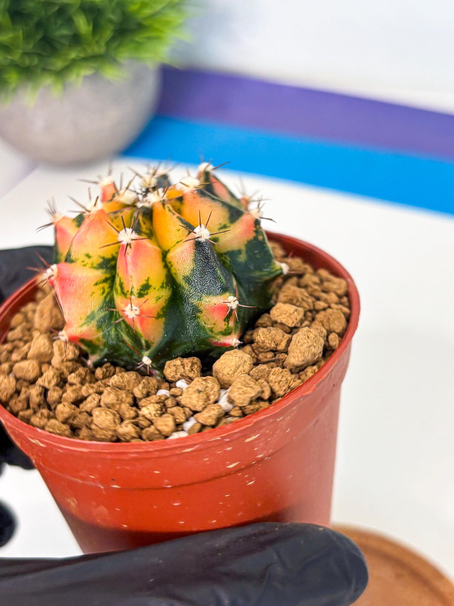 Gymnocalycium Honey Orange (gy7) (b2) | Rare Hybrid cactus