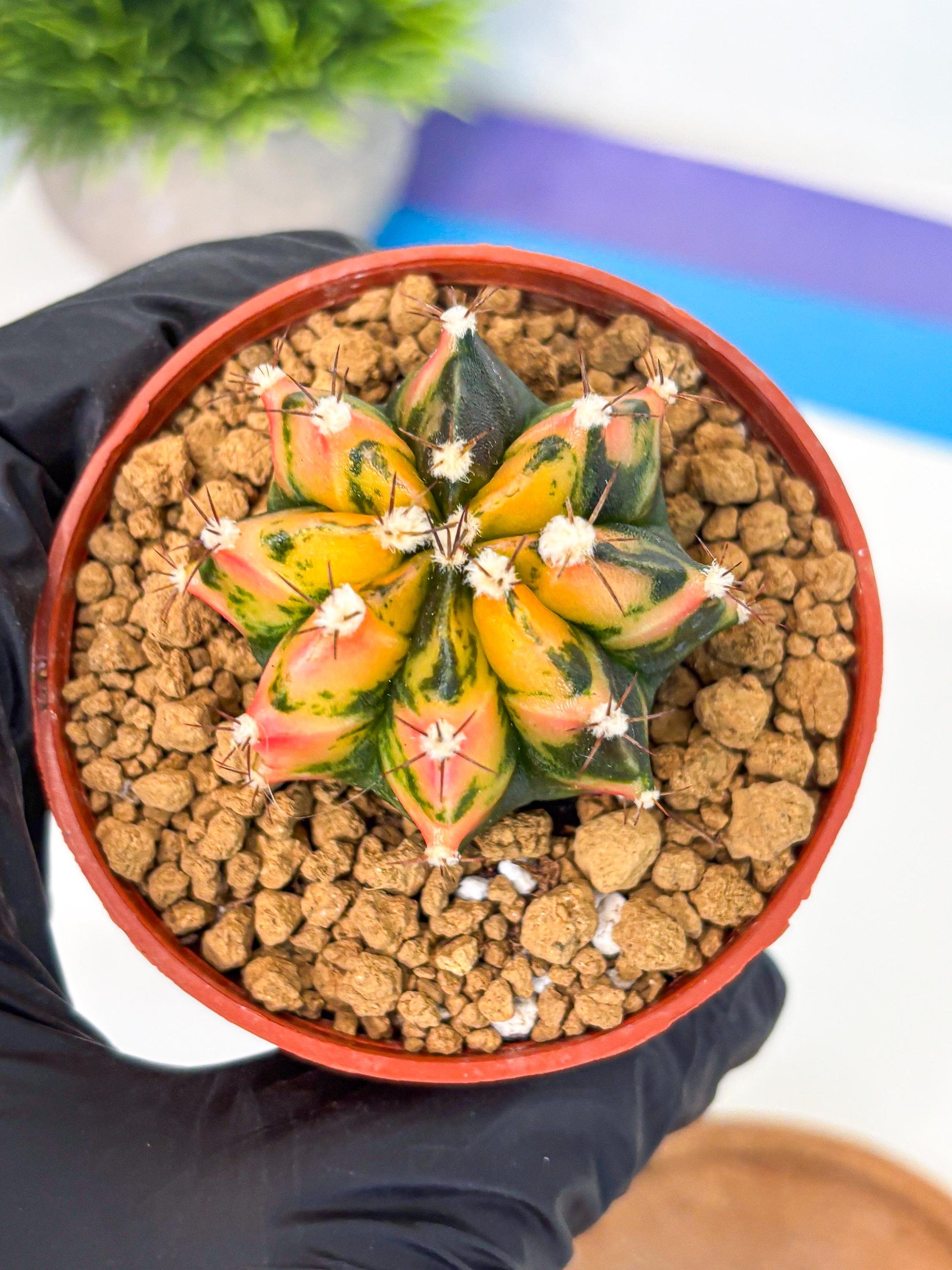 Gymnocalycium Honey Orange (gy7) (b2) | Rare Hybrid cactus