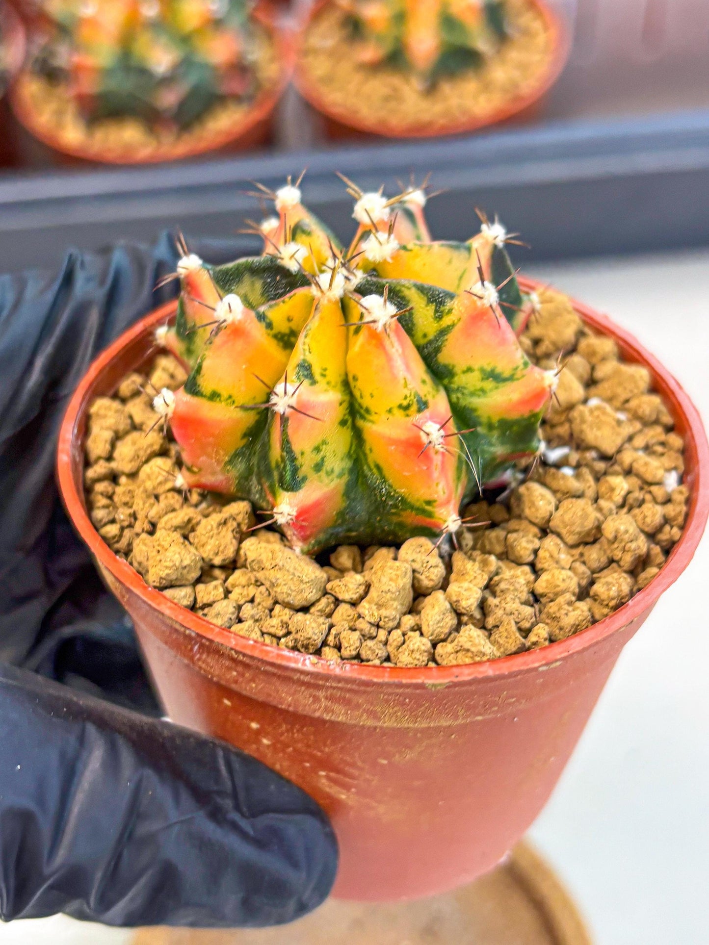 Gymnocalycium Honey Orange (gy7) (b2) | Rare Hybrid cactus