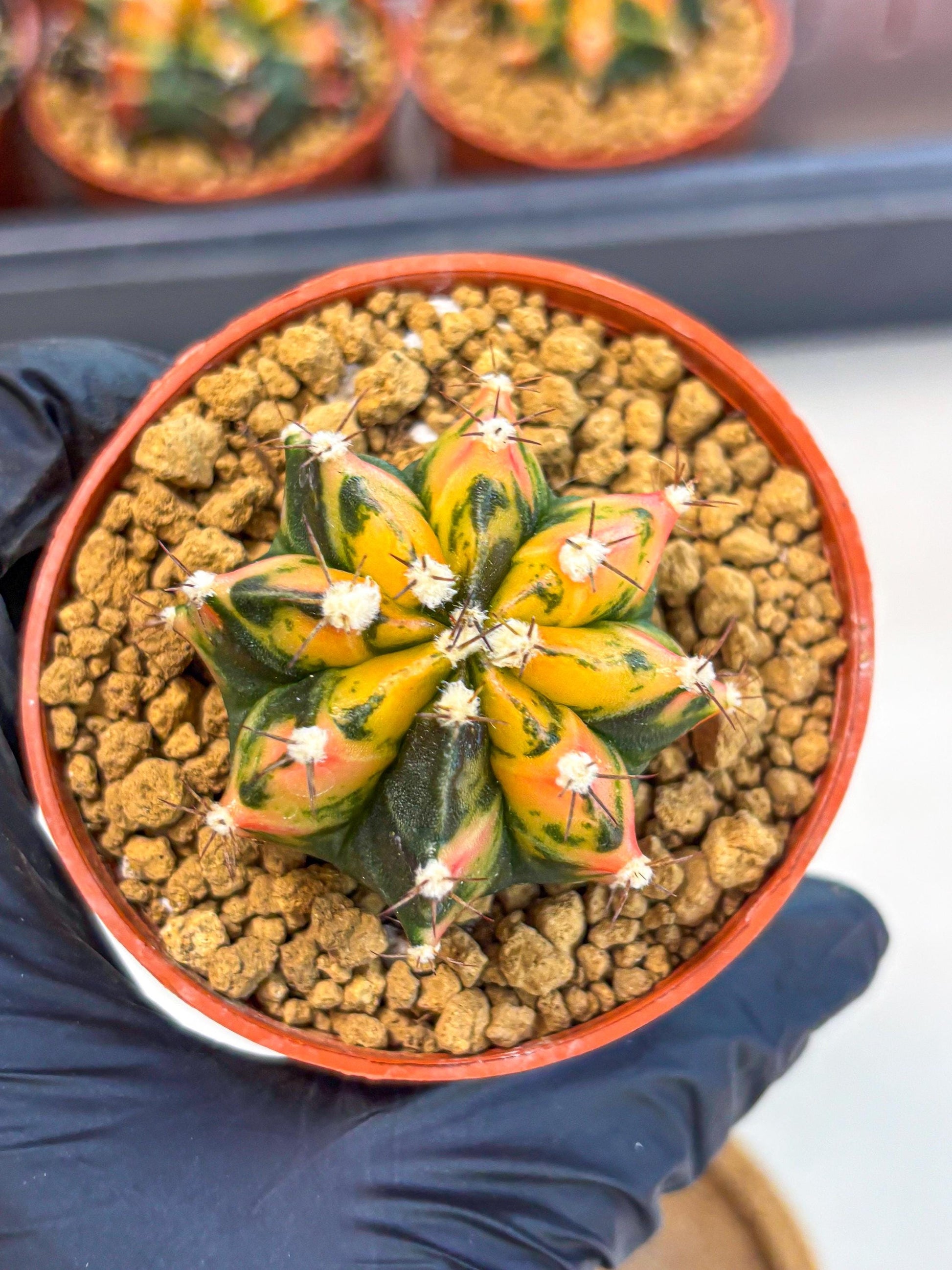 Gymnocalycium Honey Orange (gy7) (b2) | Rare Hybrid cactus