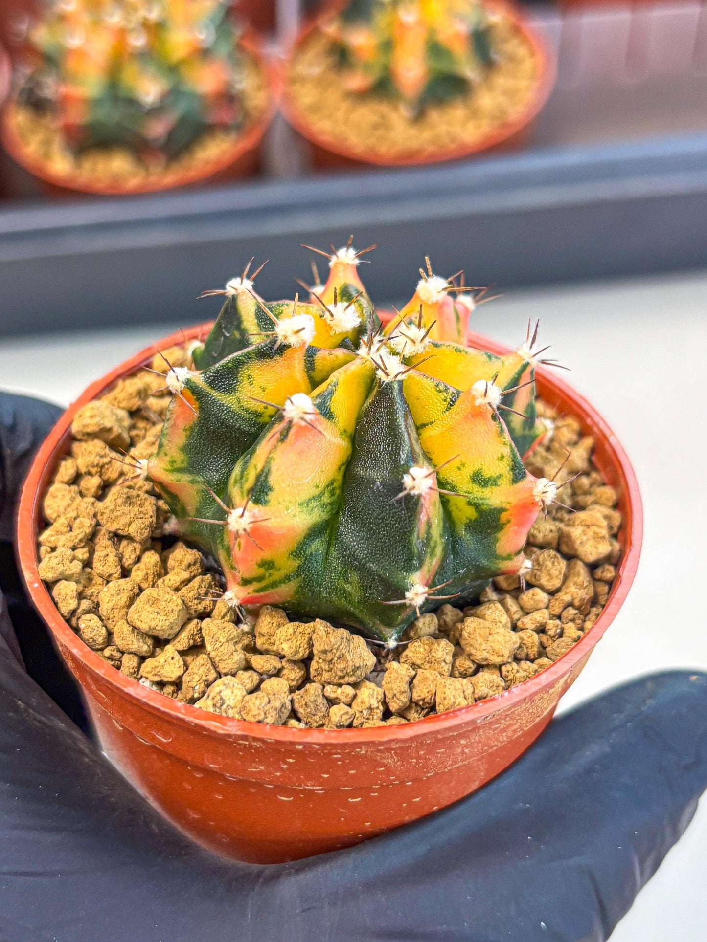 Gymnocalycium Honey Orange (gy7) (b2) | Rare Hybrid cactus