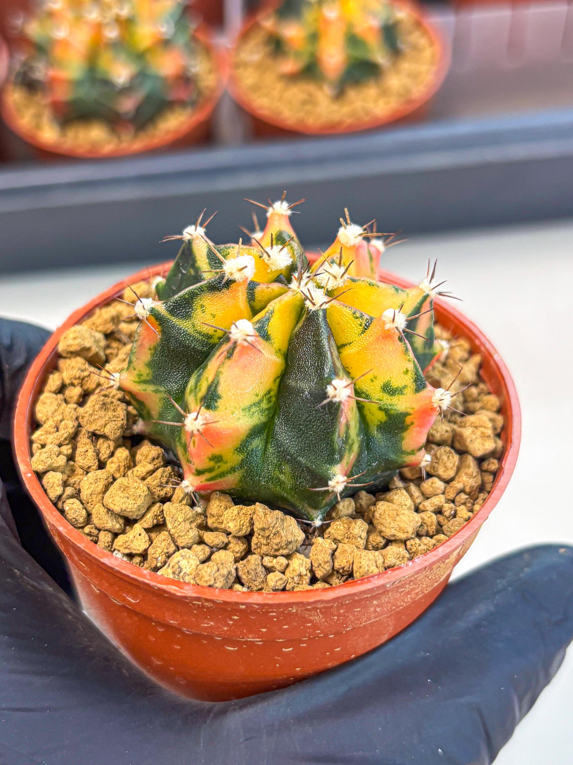 Gymnocalycium Honey Orange (gy7) (b2) | Rare Hybrid cactus