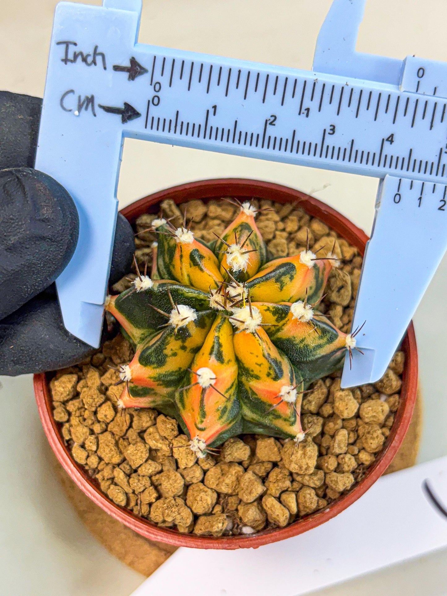 Gymnocalycium Honey Orange (gy7) (b3) | Rare Hybrid cactus