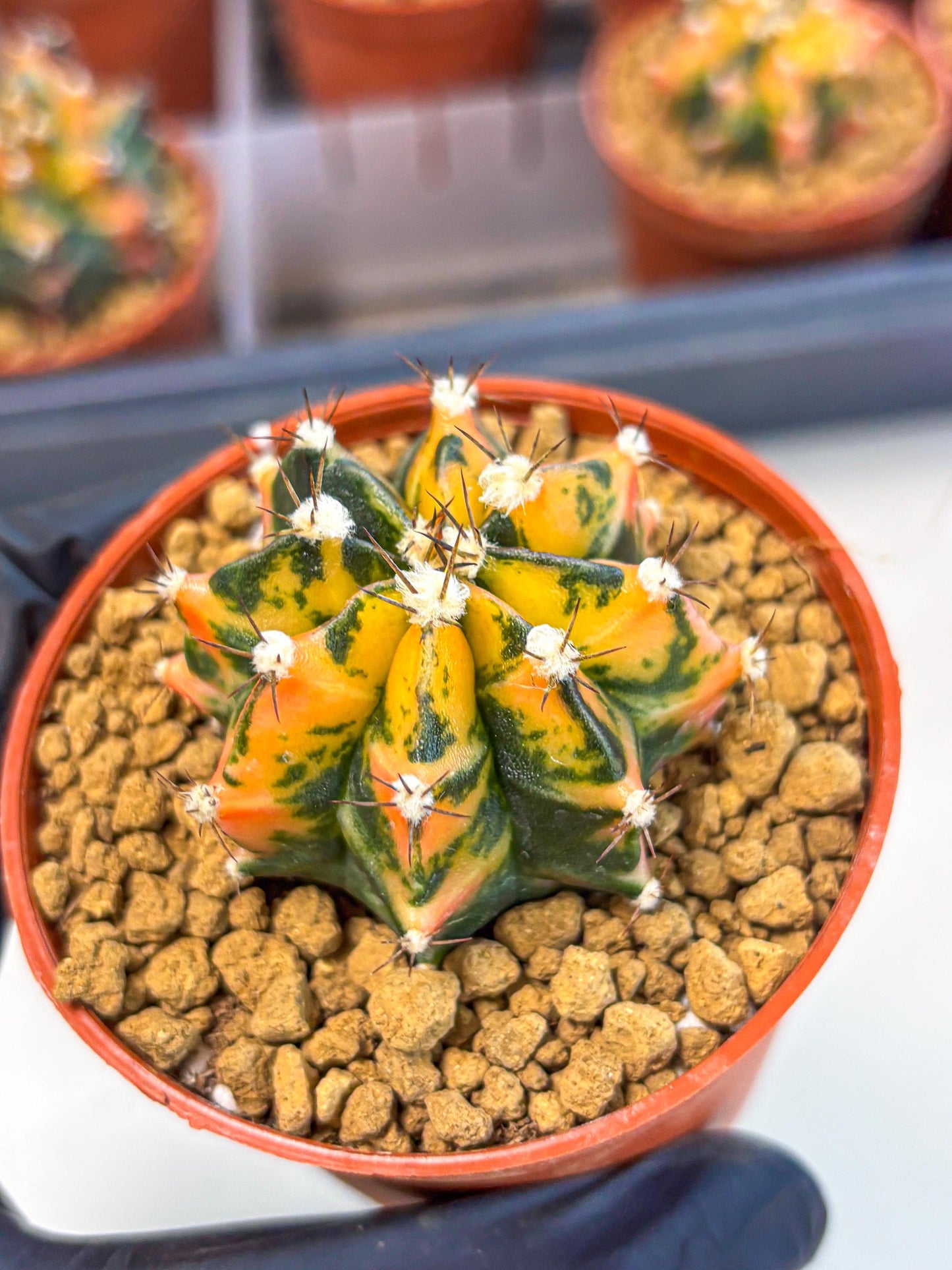 Gymnocalycium Honey Orange (gy7) (b3) | Rare Hybrid cactus