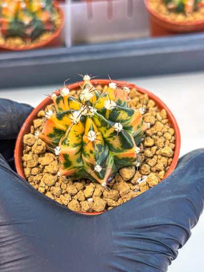 Gymnocalycium Honey Orange (gy7) (b3) | Rare Hybrid cactus