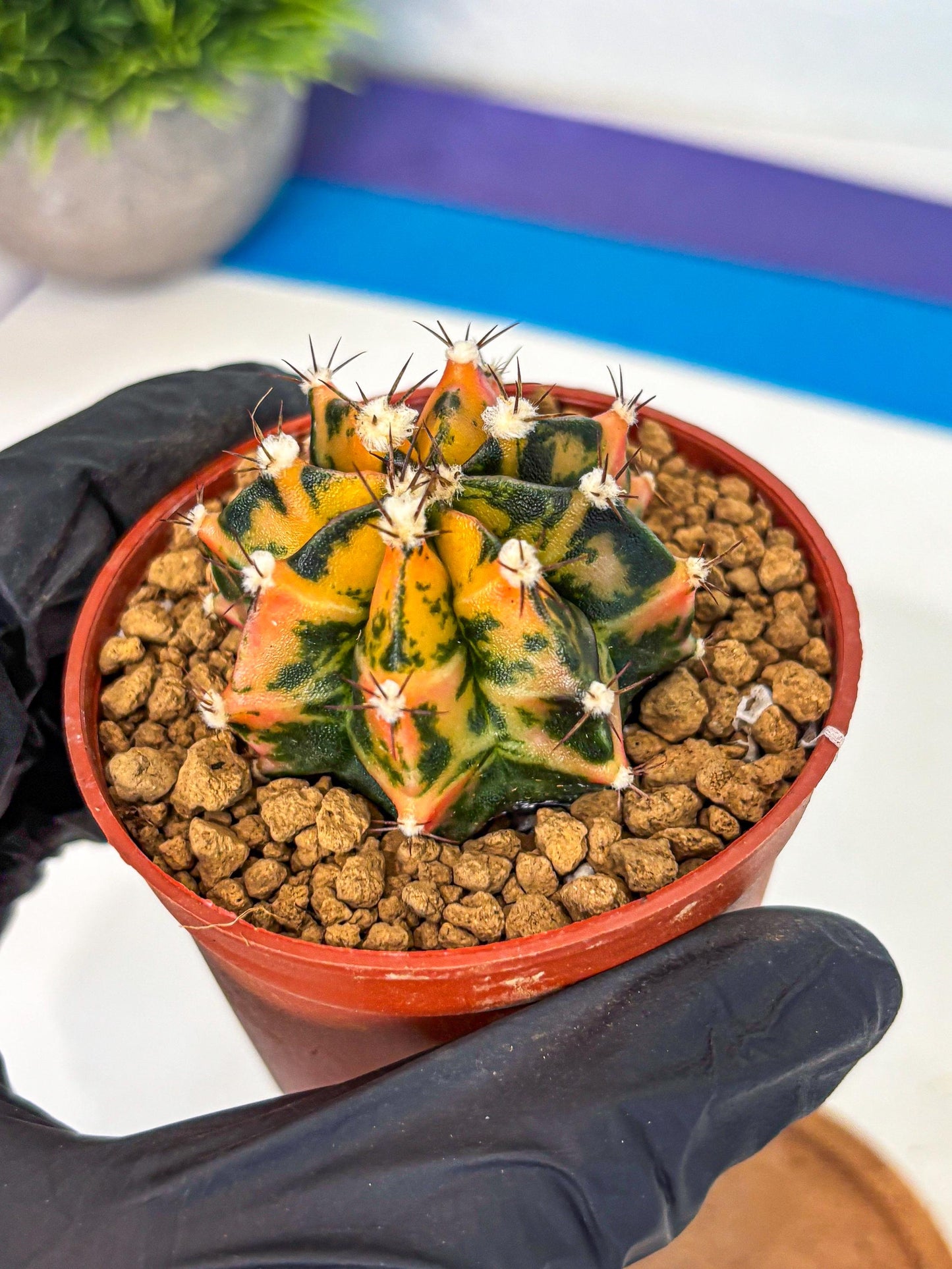 Gymnocalycium Honey Orange (gy7) (b3) | Rare Hybrid cactus