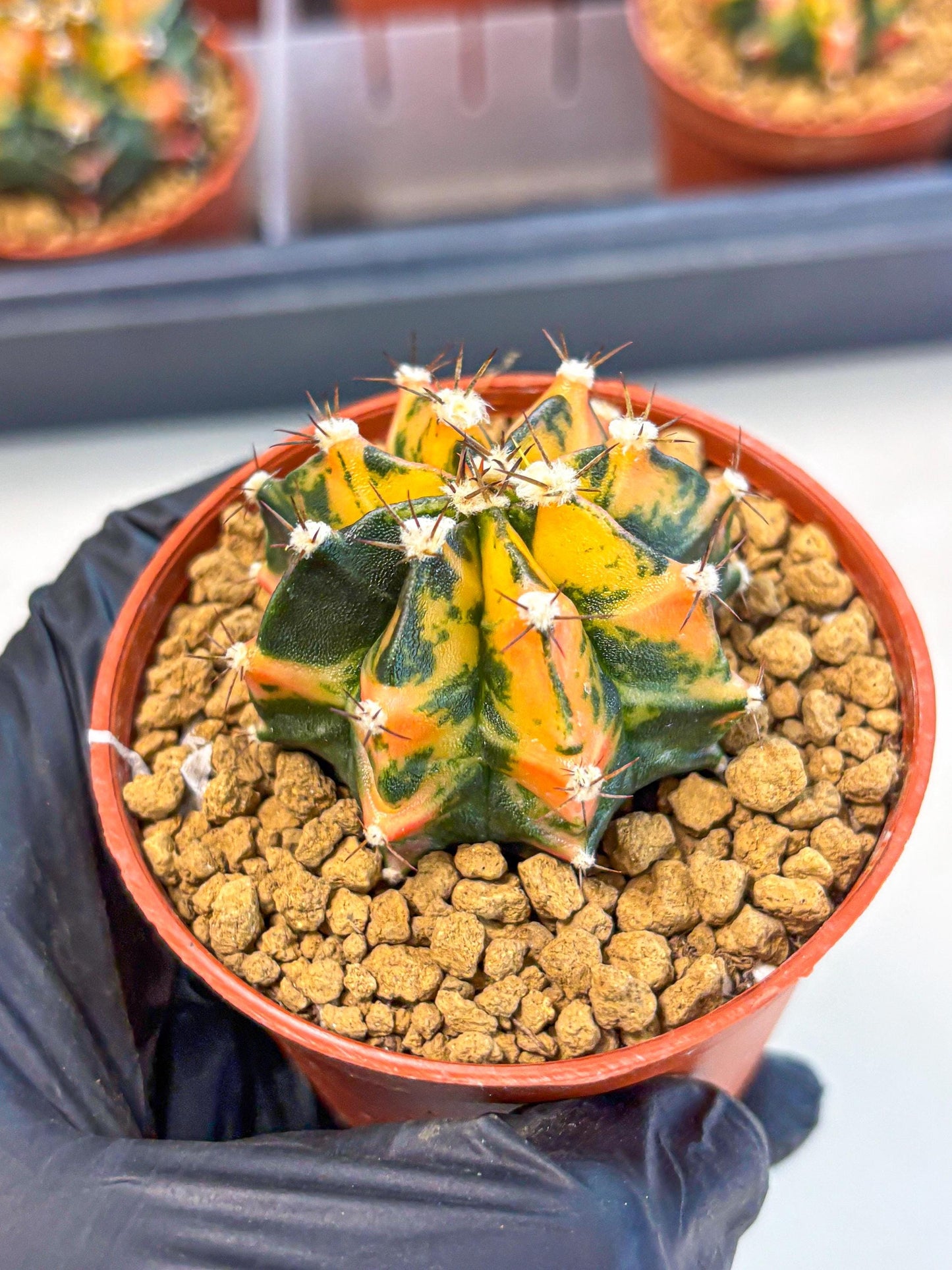 Gymnocalycium Honey Orange (gy7) (b3) | Rare Hybrid cactus
