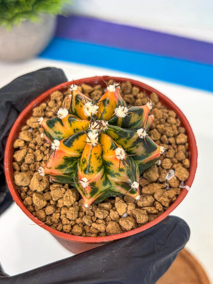 Gymnocalycium Honey Orange (gy7) (b3) | Rare Hybrid cactus