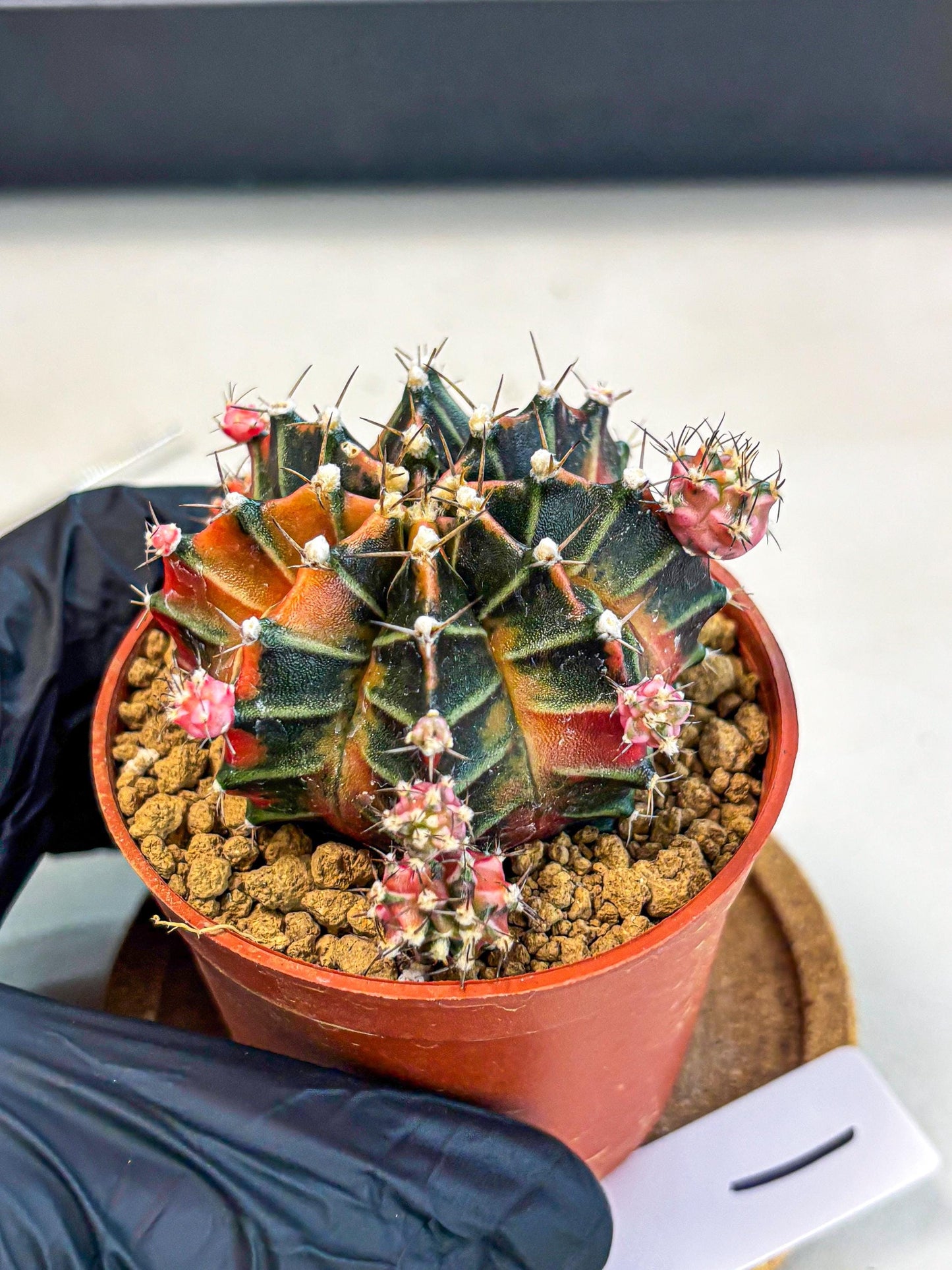 Gymnocalycium Garnet (gy8) (y1) | Variegated cactus