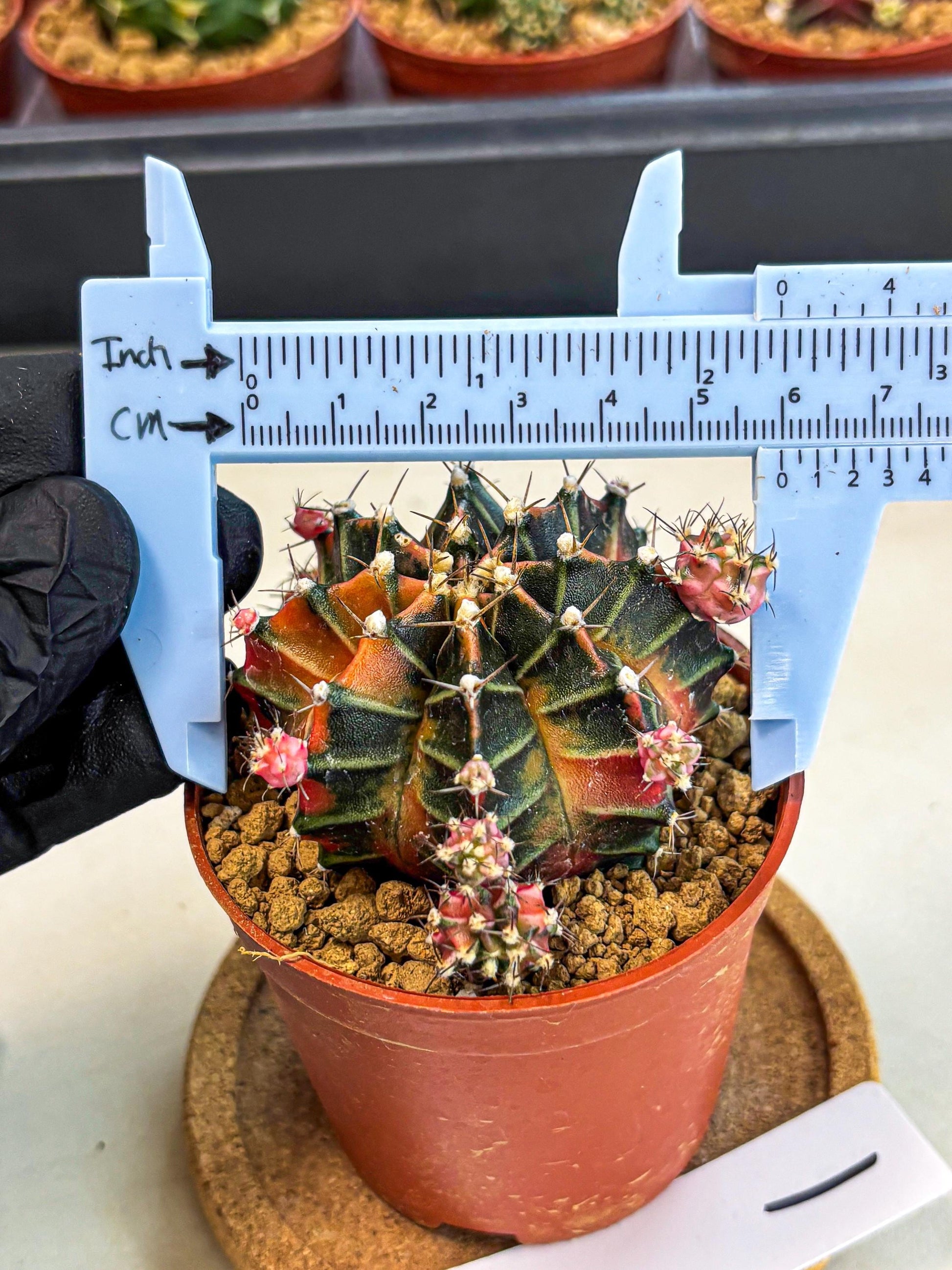 Gymnocalycium Garnet (gy8) (y1) | Variegated cactus