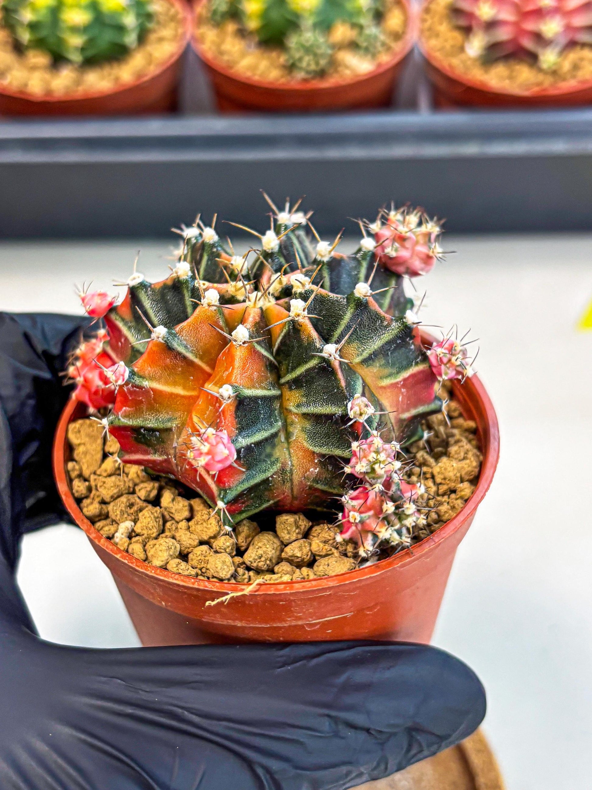 Gymnocalycium Garnet (gy8) (y1) | Variegated cactus