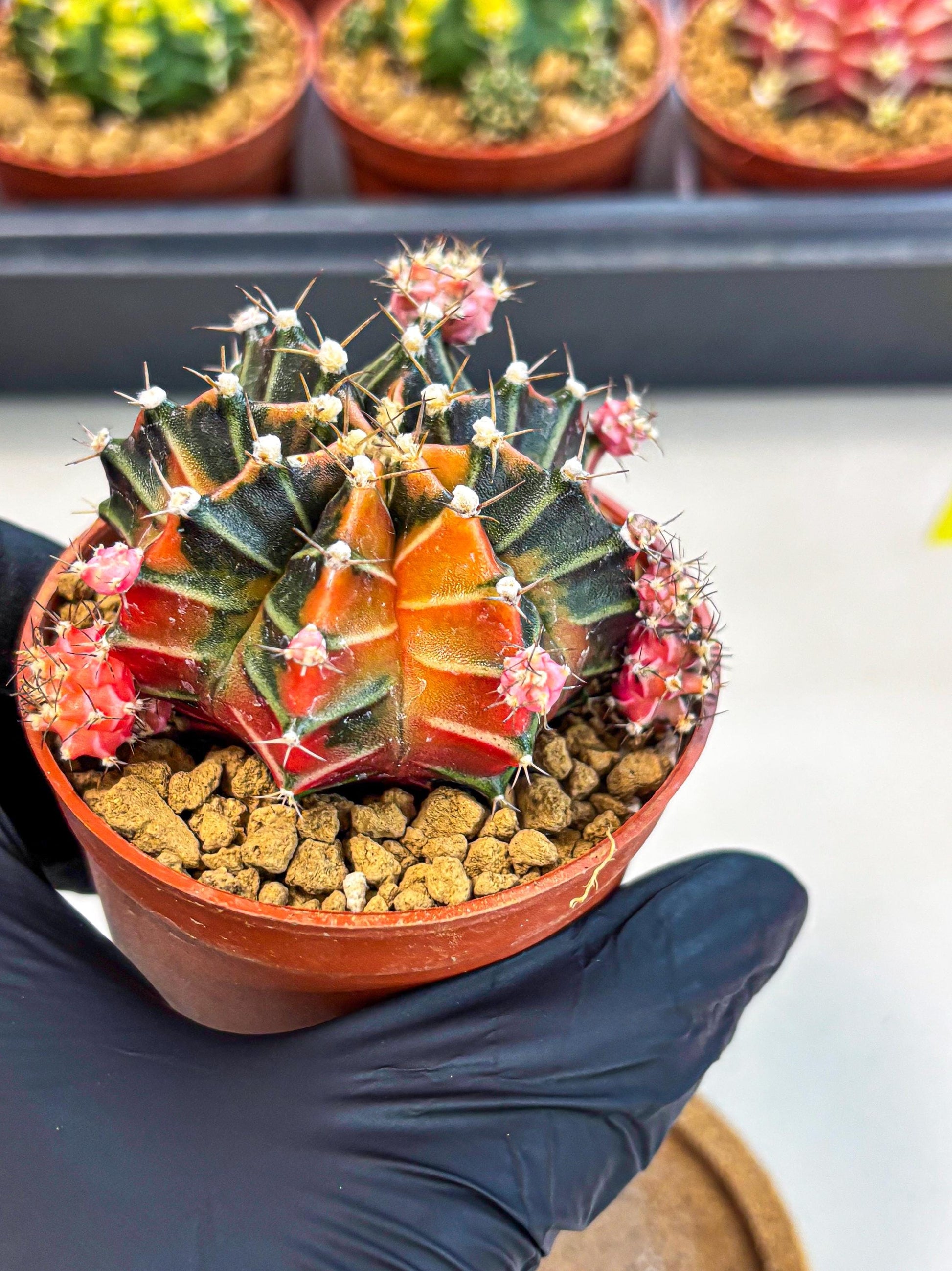 Gymnocalycium Garnet (gy8) (y1) | Variegated cactus
