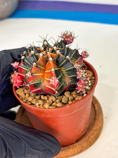 Gymnocalycium Garnet (gy8) (y1) | Variegated cactus