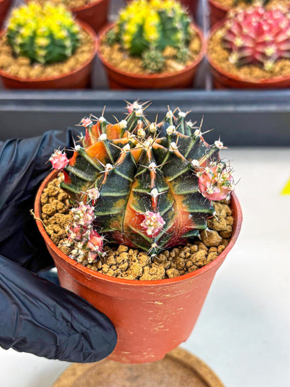 Gymnocalycium Garnet (gy8) (y1) | Variegated cactus