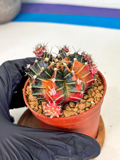 Gymnocalycium Garnet (gy8) (y1) | Variegated cactus