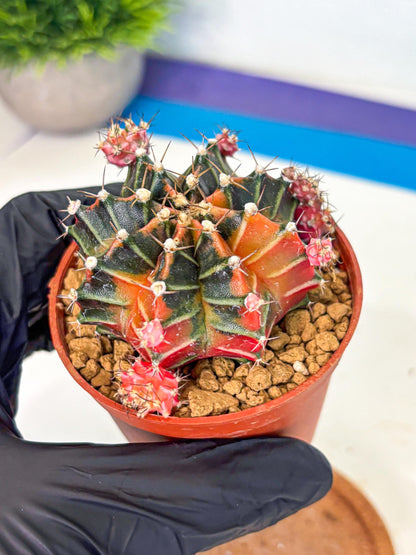Gymnocalycium Garnet (gy8) (y1) | Variegated cactus