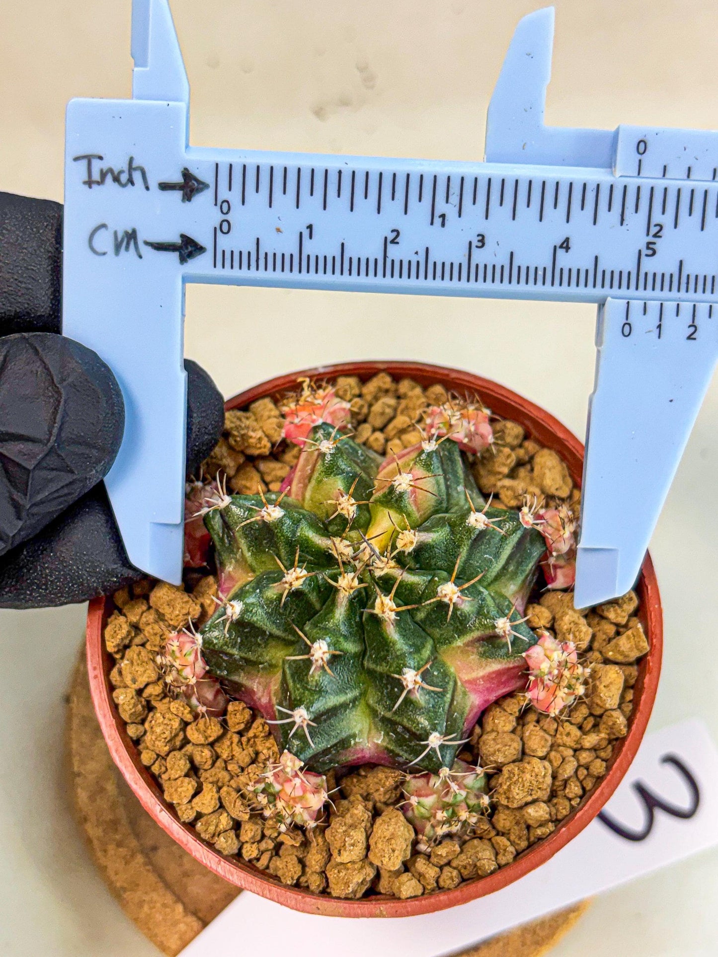 Gymnocalycium Bubble Gum (gy8) (y3) | Special Hybrid cactus
