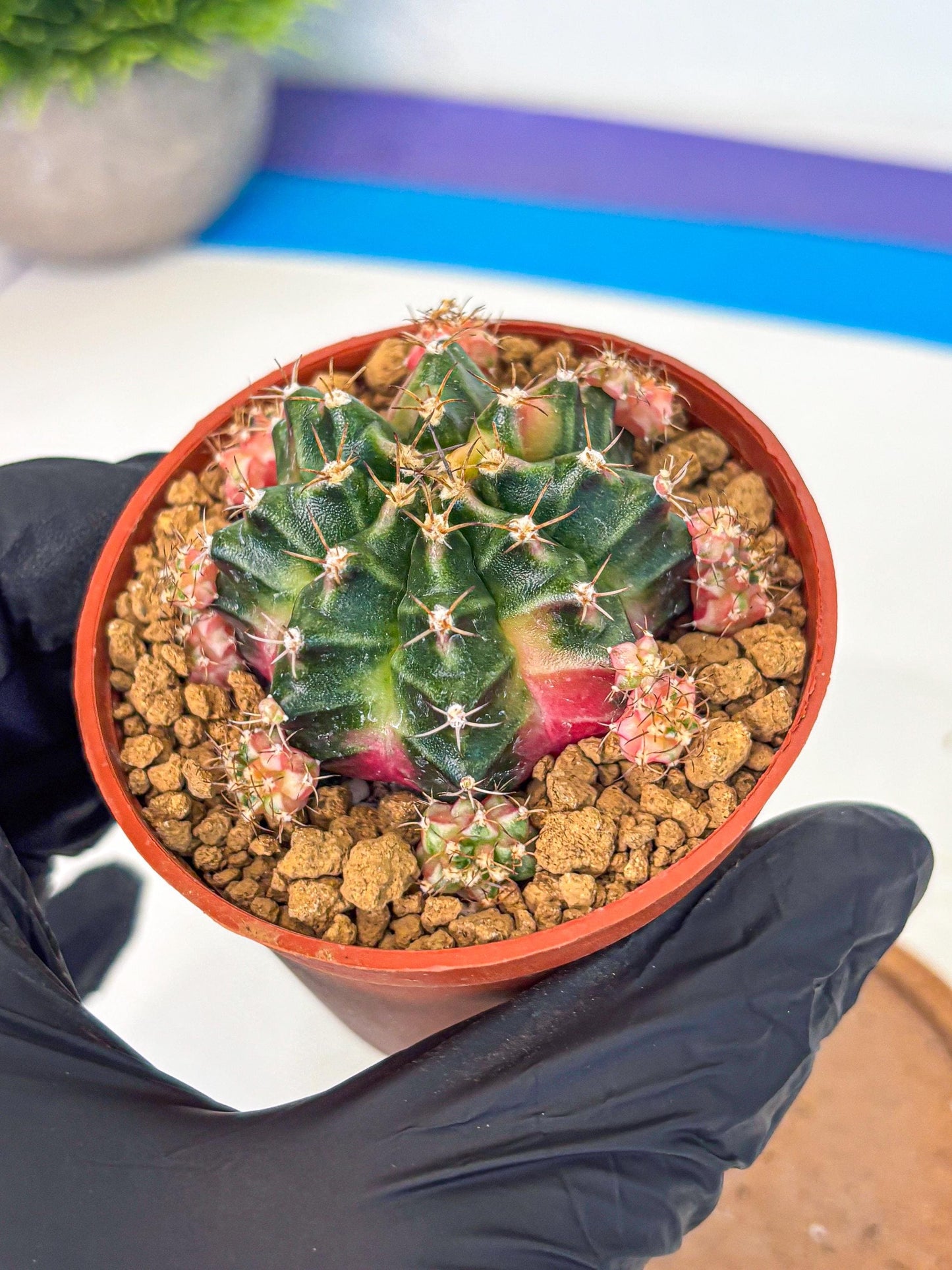 Gymnocalycium Bubble Gum (gy8) (y3) | Special Hybrid cactus