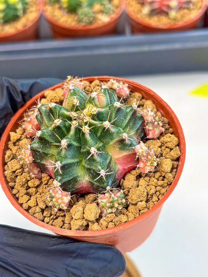 Gymnocalycium Bubble Gum (gy8) (y3) | Special Hybrid cactus