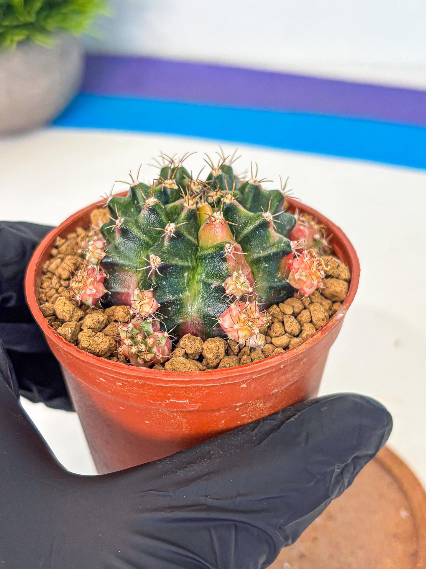 Gymnocalycium Bubble Gum (gy8) (y3) | Special Hybrid cactus